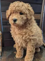 Molly, a female Labradoodle for sale in Archbold, OH – Photo 6 of 10