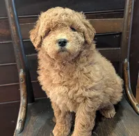 Molly, a female Labradoodle for sale in Archbold, OH – Photo 1 of 10