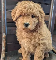 Molly, a female Labradoodle for sale in Archbold, OH – Photo 4 of 10