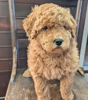 Molly, a female Labradoodle for sale in Archbold, OH – Photo 8 of 10