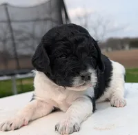 Sasha, a female Labradoodle for sale in Archbold, OH – Photo 3 of 10