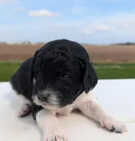 Sasha, a female Labradoodle for sale in Archbold, OH – Photo 6 of 10