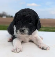 Sasha, a female Labradoodle for sale in Archbold, OH – Photo 5 of 10
