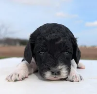 Sasha, a female Labradoodle for sale in Archbold, OH – Photo 8 of 10