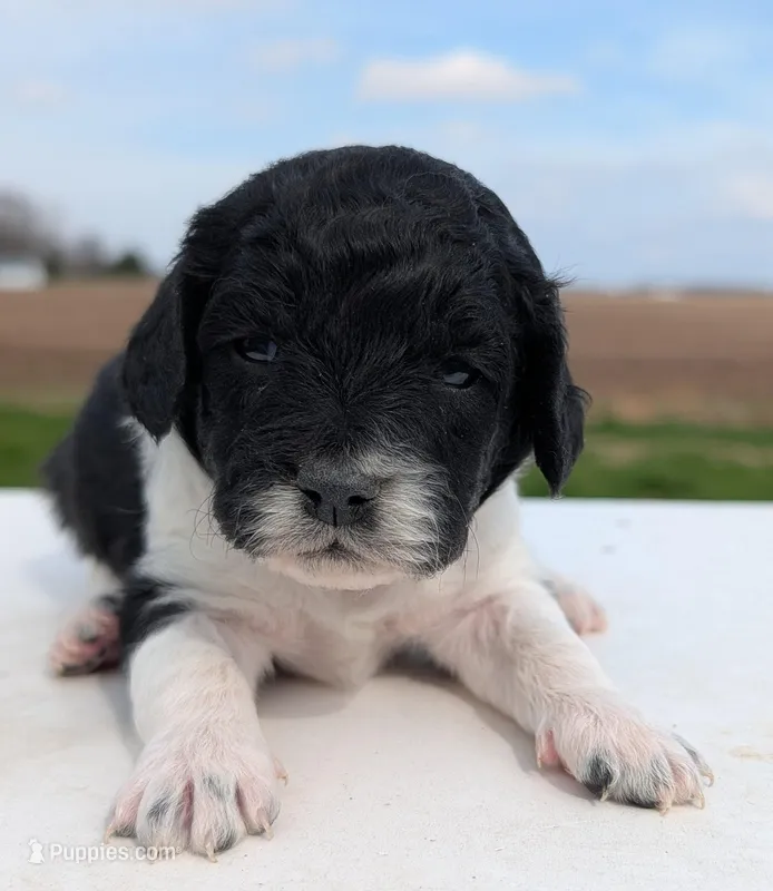 Sasha – Labradoodle puppy for sale in Archbold, OH