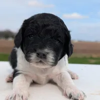 Sasha, a female Labradoodle for sale in Archbold, OH – Photo 4 of 10