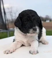 Sasha, a female Labradoodle for sale in Archbold, OH – Photo 2 of 10