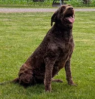 Rudy, a female Labradoodle for sale in Archbold, OH – Photo 2 of 7