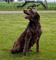 Rudy, a female Labradoodle for sale in Archbold, OH – Photo 3 of 7