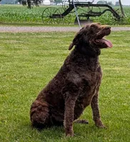 Rudy, a female Labradoodle for sale in Archbold, OH – Photo 1 of 7