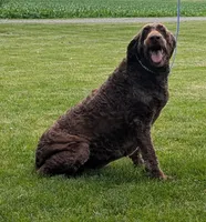 Rudy, a female Labradoodle for sale in Archbold, OH – Photo 5 of 7