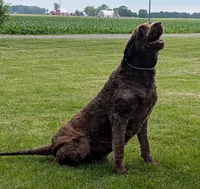 Rudy, a female Labradoodle for sale in Archbold, OH – Photo 7 of 7