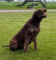 Rudy, a female Labradoodle for sale in Archbold, OH – Photo 6 of 7