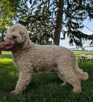 Molly, a female Miniature Labradoodle for sale in Archbold, OH – Photo 1 of 5