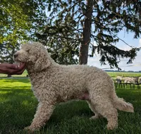 Molly, a female Miniature Labradoodle for sale in Archbold, OH – Photo 5 of 5