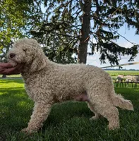 Molly, a female Miniature Labradoodle for sale in Archbold, OH – Photo 4 of 5