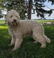 Molly, a female Miniature Labradoodle for sale in Archbold, OH – Photo 2 of 5