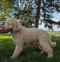 Molly, a female Miniature Labradoodle for sale in Archbold, OH – Photo 3 of 5