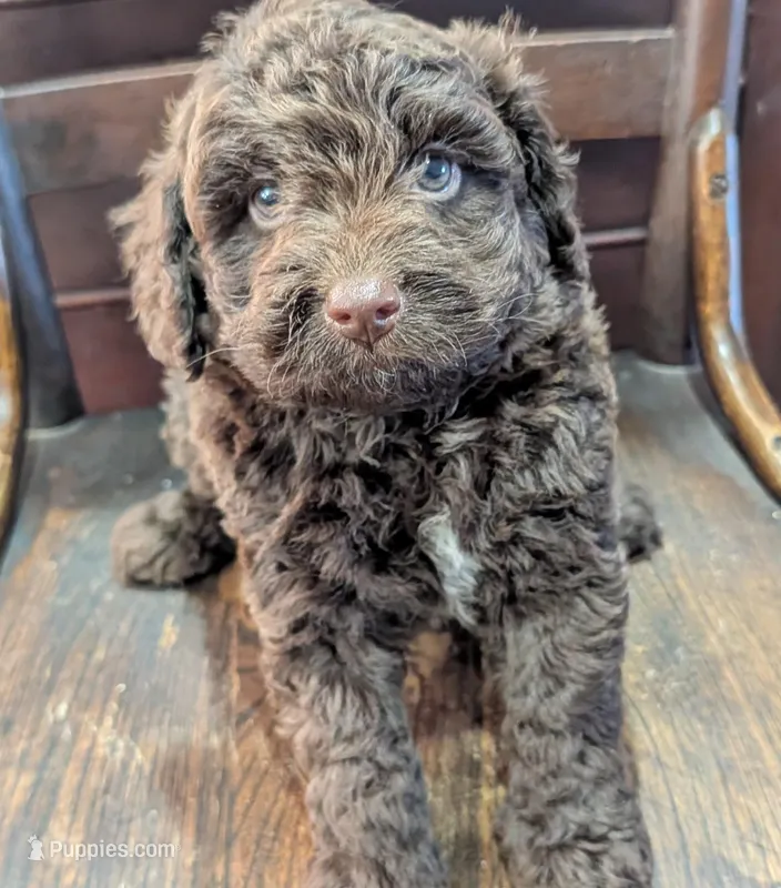 Zeus – Miniature Labradoodle puppy for sale in Archbold, OH
