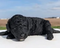Murphy, a male Labradoodle for sale in Archbold, OH – Photo 2 of 5