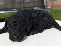 Murphy, a male Labradoodle for sale in Archbold, OH – Photo 4 of 5