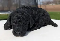 Murphy, a male Labradoodle for sale in Archbold, OH – Photo 5 of 5