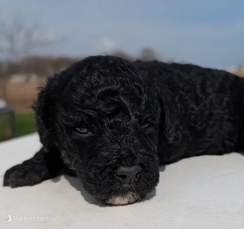 Murphy – Labradoodle puppy for sale in Archbold, OH