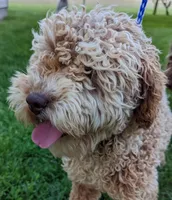 Paisley, a female Miniature Labradoodle for sale in Archbold, OH – Photo 1 of 4