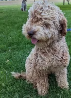 Paisley, a female Miniature Labradoodle for sale in Archbold, OH – Photo 4 of 4