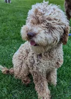 Paisley, a female Miniature Labradoodle for sale in Archbold, OH – Photo 2 of 4