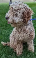 Paisley, a female Miniature Labradoodle for sale in Archbold, OH – Photo 3 of 4