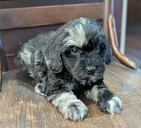 Zoey, a female Miniature Labradoodle for sale in Archbold, OH – Photo 1 of 8