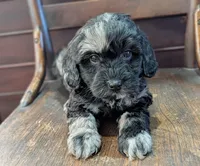Zoey, a female Miniature Labradoodle for sale in Archbold, OH – Photo 4 of 8