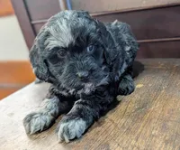 Zoey, a female Miniature Labradoodle for sale in Archbold, OH – Photo 5 of 8