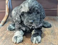 Zoey, a female Miniature Labradoodle for sale in Archbold, OH – Photo 7 of 8