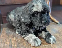 Zoey, a female Miniature Labradoodle for sale in Archbold, OH – Photo 3 of 8