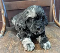 Zoey, a female Miniature Labradoodle for sale in Archbold, OH – Photo 2 of 8