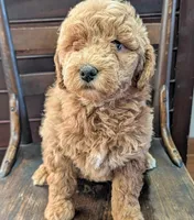 Rosie, a female Labradoodle for sale in Archbold, OH – Photo 4 of 10