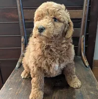 Rosie, a female Labradoodle for sale in Archbold, OH – Photo 1 of 10