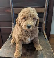 Rosie, a female Labradoodle for sale in Archbold, OH – Photo 8 of 10