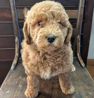 Rosie, a female Labradoodle for sale in Archbold, OH – Photo 6 of 10