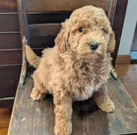 Rosie, a female Labradoodle for sale in Archbold, OH – Photo 5 of 10