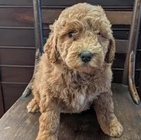 Rosie, a female Labradoodle for sale in Archbold, OH – Photo 3 of 10