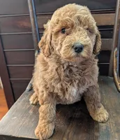 Rosie, a female Labradoodle for sale in Archbold, OH – Photo 10 of 10