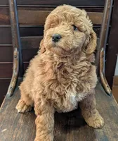 Rosie, a female Labradoodle for sale in Archbold, OH – Photo 2 of 10