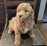 Rosie, a female Labradoodle for sale in Archbold, OH – Photo 7 of 10