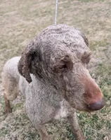 Oakley, a female Labradoodle for sale in Archbold, OH – Photo 3 of 8