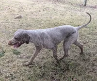 Oakley, a female Labradoodle for sale in Archbold, OH – Photo 4 of 8