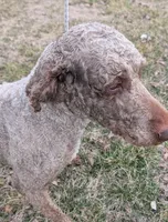 Oakley, a female Labradoodle for sale in Archbold, OH – Photo 2 of 8