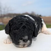 Winnie, a female Labradoodle for sale in Archbold, OH – Photo 3 of 6